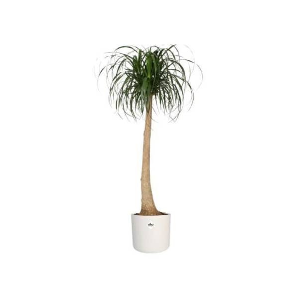 Elho - Elho B.for Soft Maceta Redonda 35 - Blanco - ø 35 X H 32 Cm - Interior - 100% Reciclado - Imagen 3