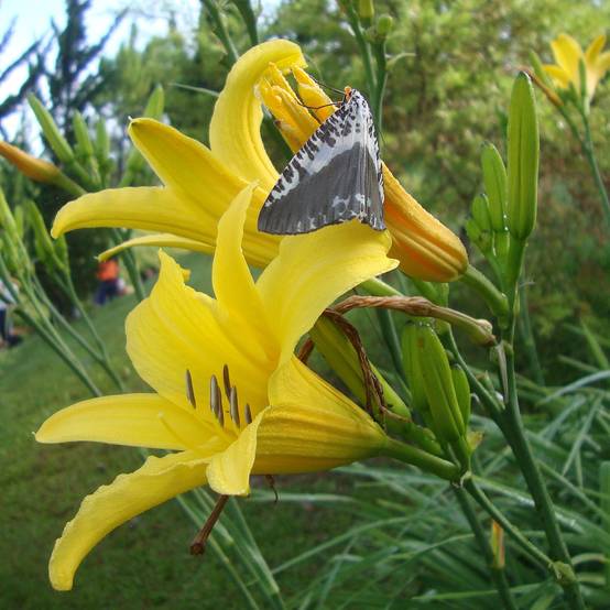 Hémérocalle lilioasphodelus - Lis d'un Jour Godet de 8/9 cm