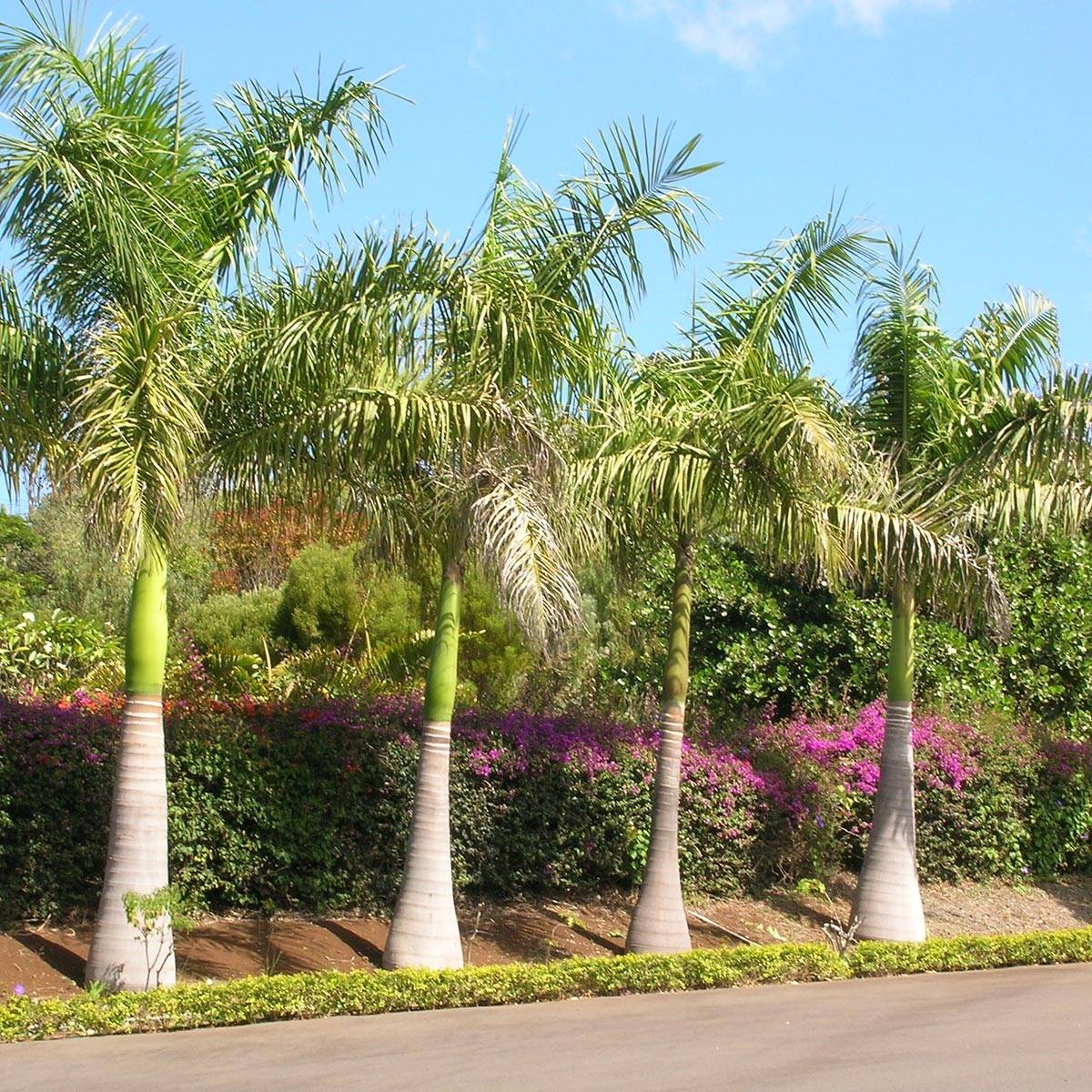 Roystonea regia - Palmier royal de Cuba Pot de 7,5L/10L - Imagen 1