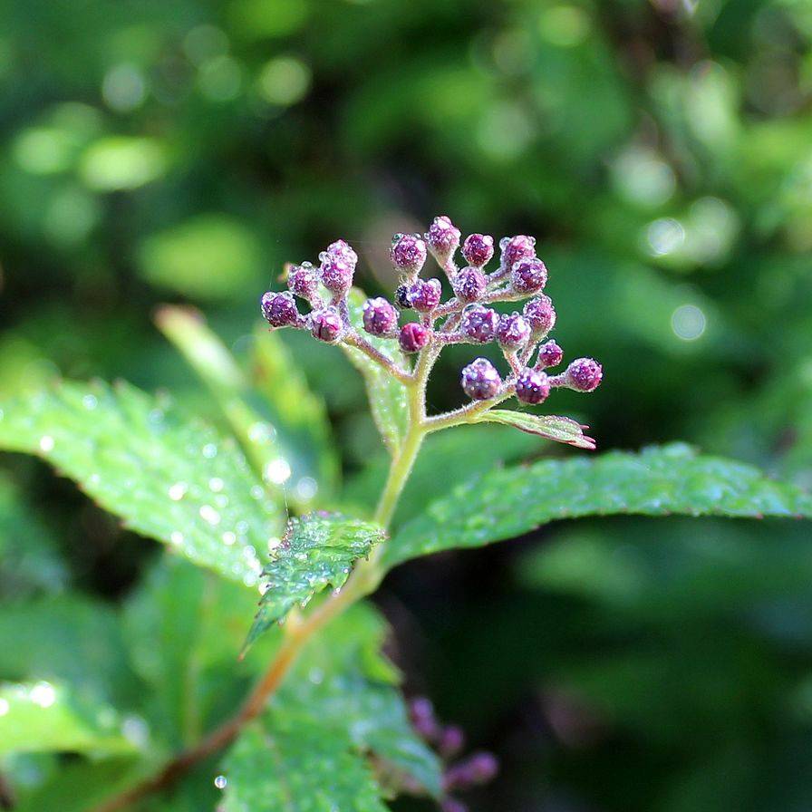 Spirée japonaise - Spiraea japonica Dart's Red Godet de 8/9 cm