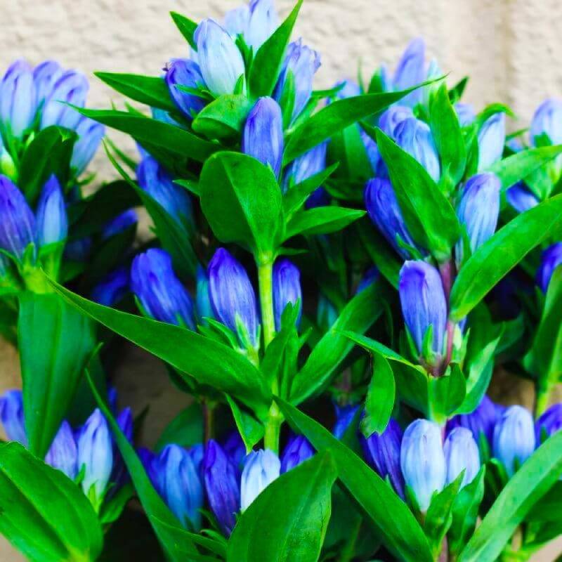 3 Gentianes Makinoi 'Blue Star' (Gentiana) - Lot de 3 vivaces - Pépinières Naudet