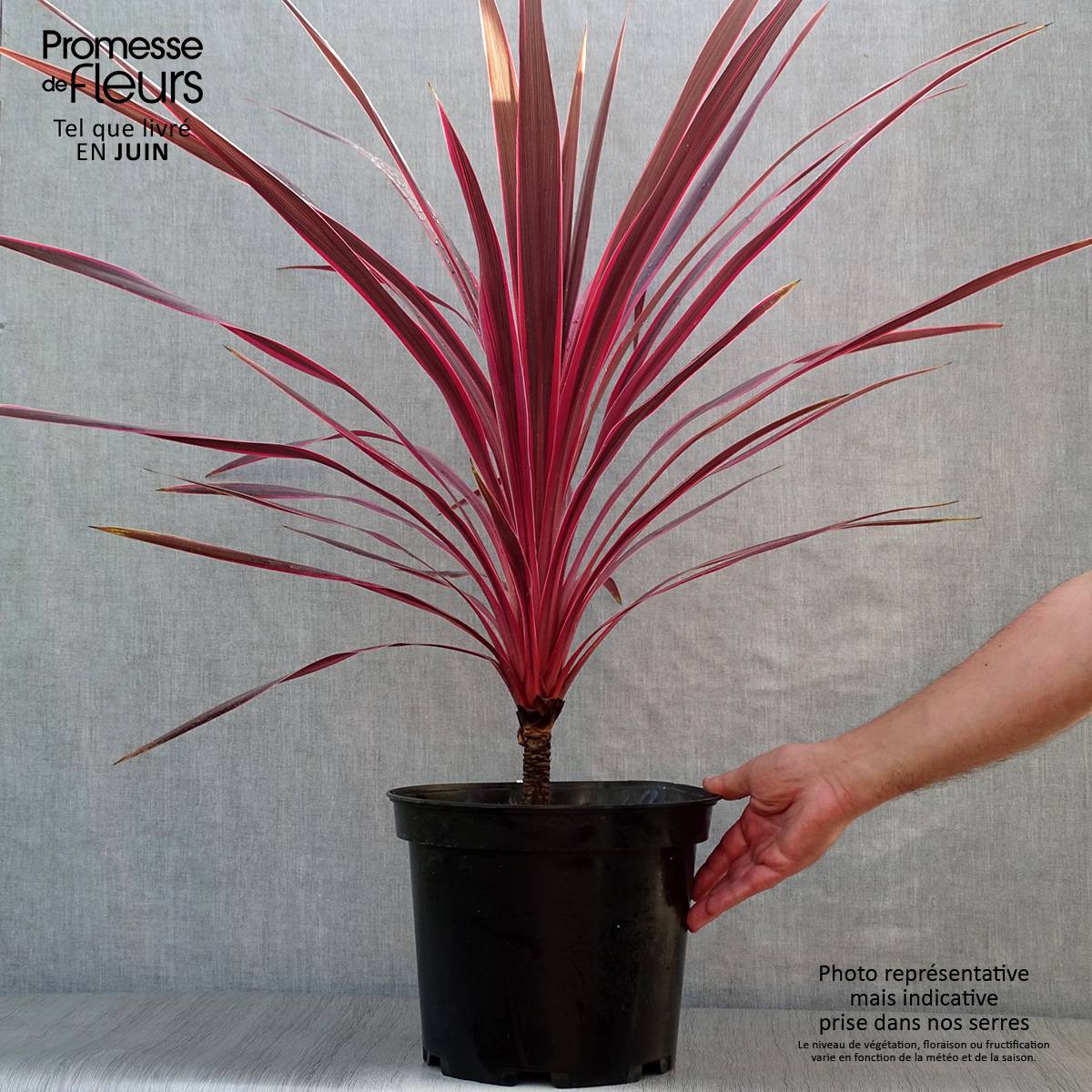 Cordyline australis Cherry Sensation Pot de 6L/7L - Image 2