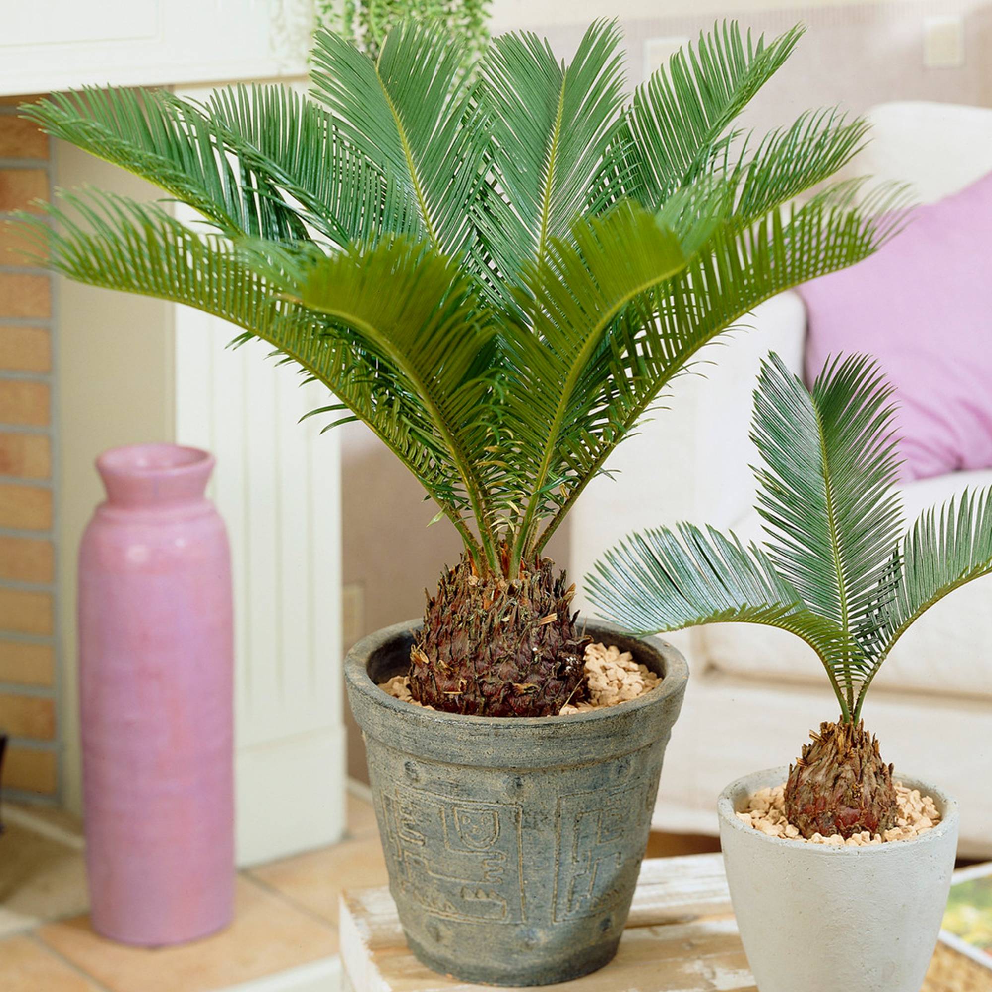 Gardenersdream - Cycas Revoluta | Sagoutier D'Intérieur De 30 À 40 Cm | Plante D'Intérieur À Vendre - GardenersDream - Image 1