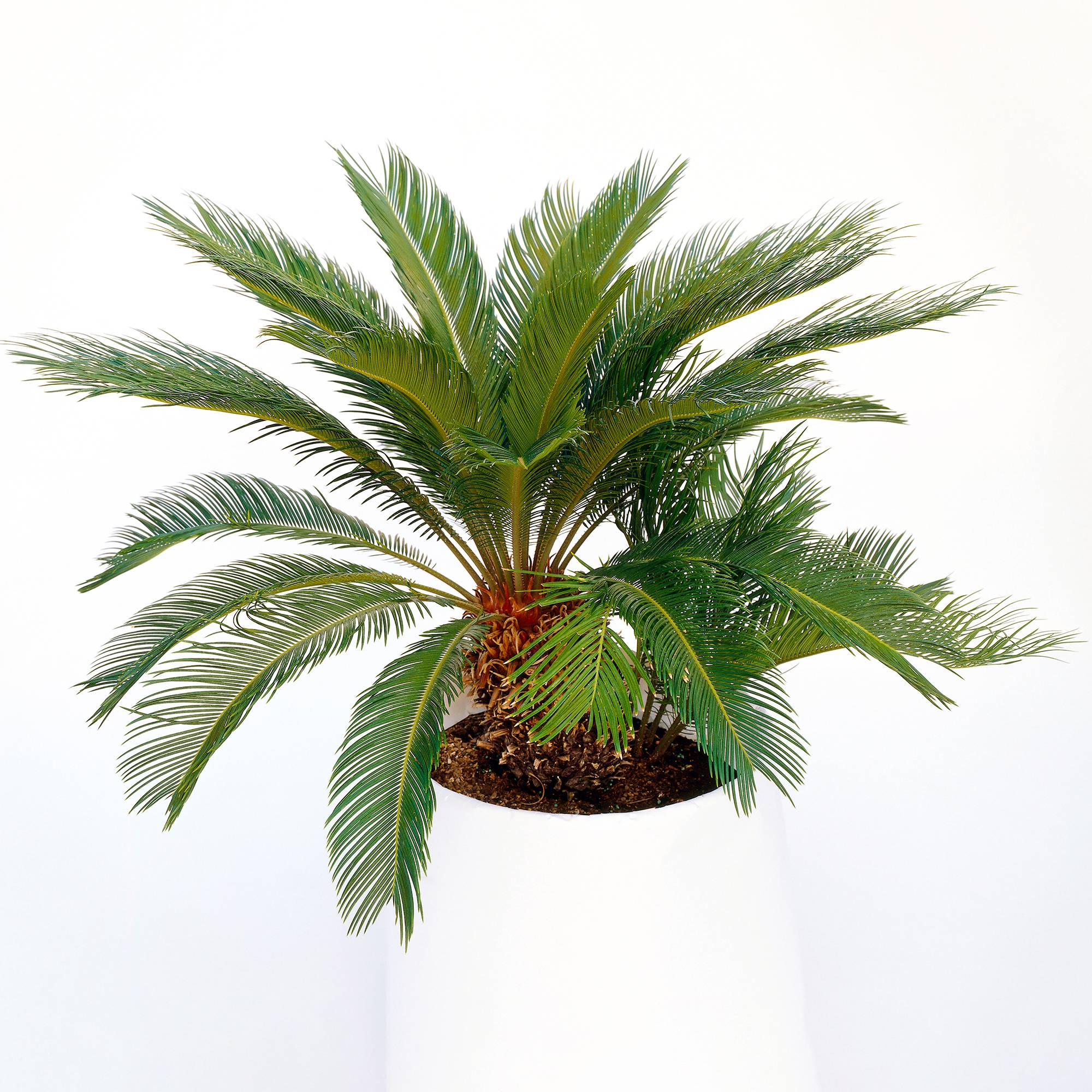 Gardenersdream - Cycas Revoluta | Sagoutier D'Intérieur De 30 À 40 Cm | Plante D'Intérieur À Vendre - GardenersDream - Image 3