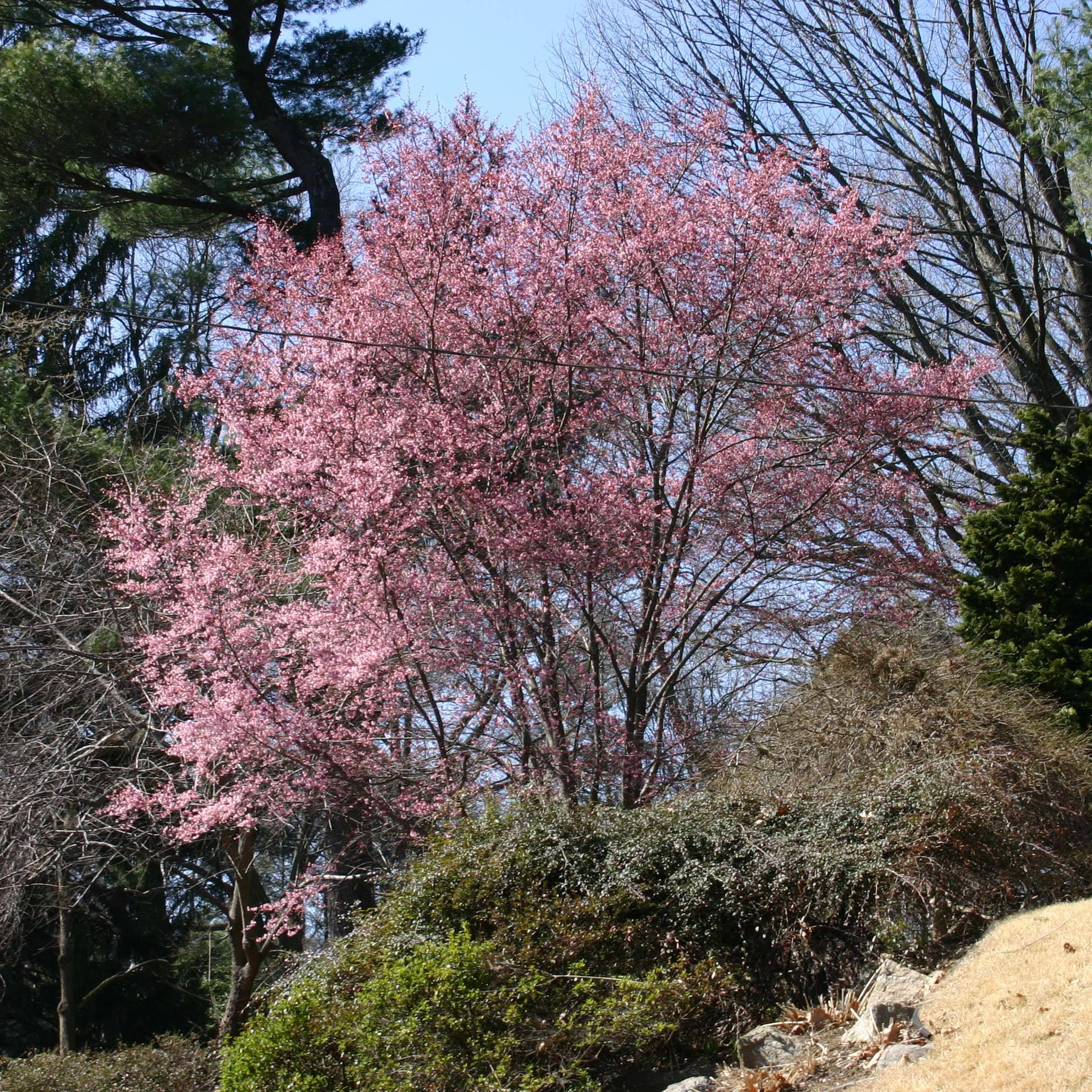Promesse de Fleurs - Prunus Okame - Cerisier à fleurs Pot de 4L/5L - Image 1