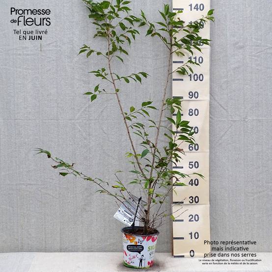 Promesse de Fleurs - Prunus Okame - Cerisier à fleurs Pot de 4L/5L - Image 2
