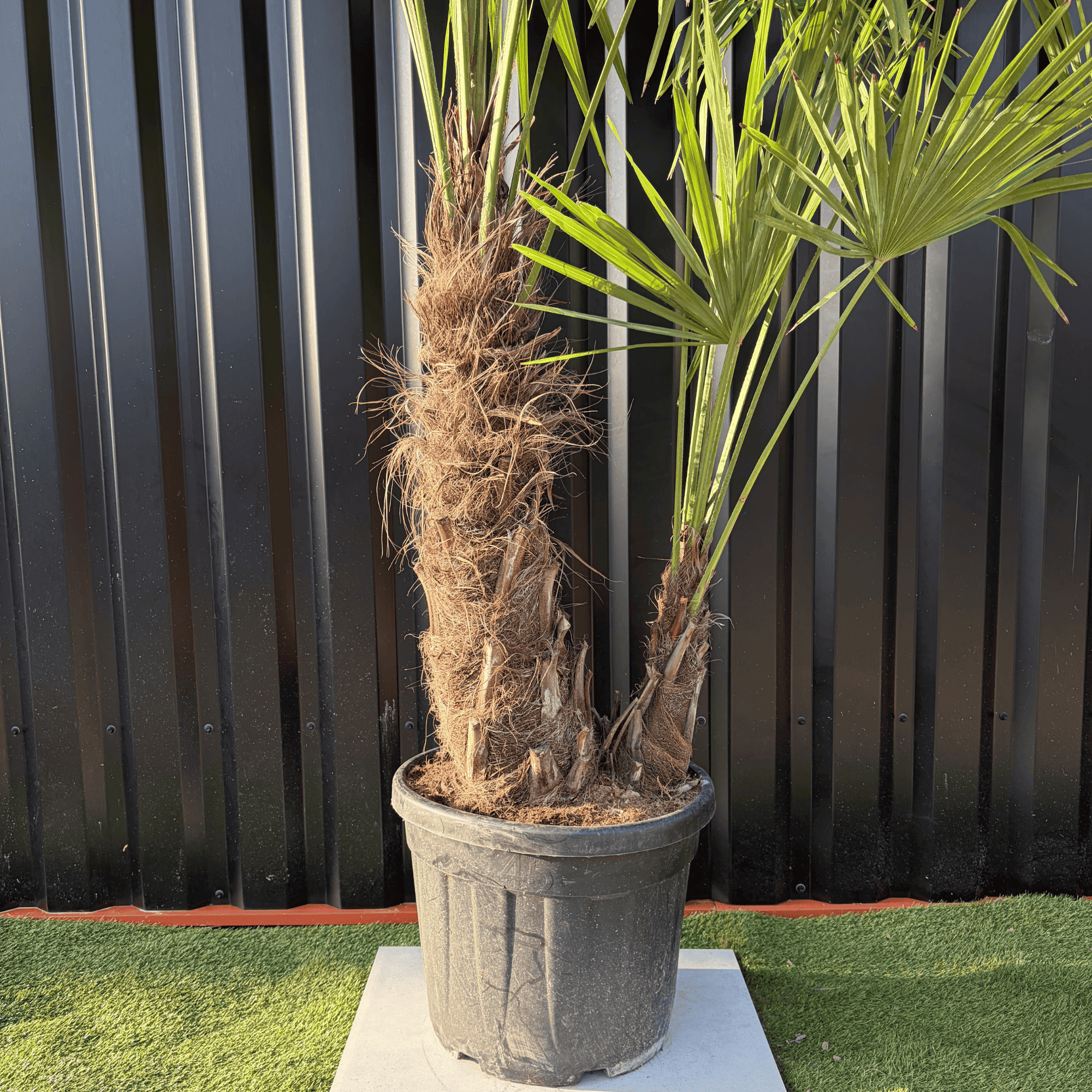 Palmier Trachycarpus Fortunei Multi Troncs, H.180 cm - Image 3