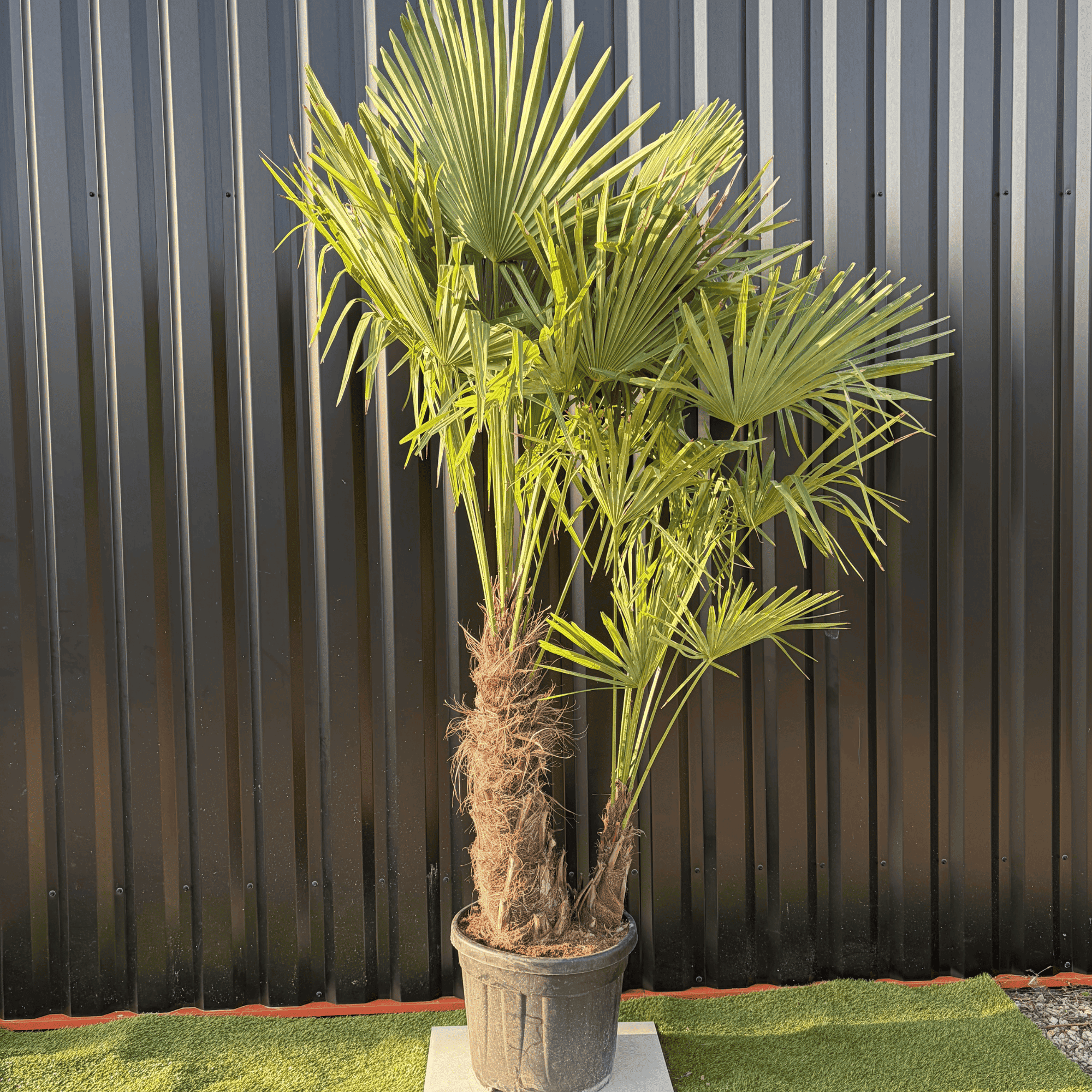 Palmier Trachycarpus Fortunei Multi Troncs, H.180 cm - Image 1