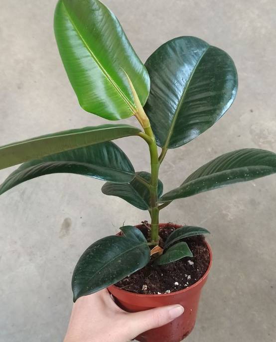Ficus Elastica Robusta - Plante Caoutchouc Medium D. 12cm H. 35cm - Plante d'intérieur - IndoorPoppies