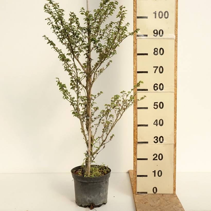 gummibaum zum blhen bringen Gummibaum Robusta - Ficus elastica Robusta