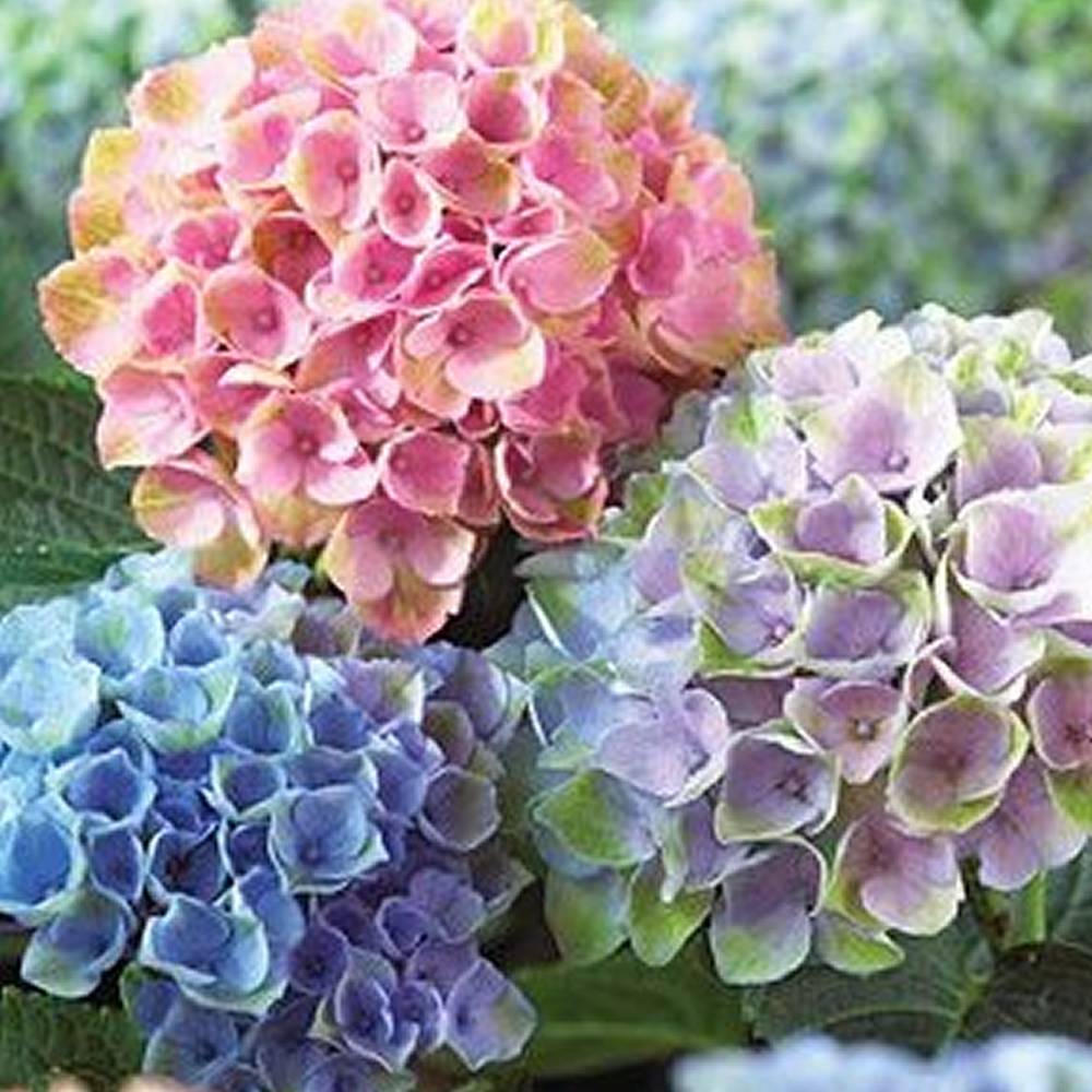 Gardenersdream - 3 x hortensias en lot arbuste à feuilles caduques plante vivace en pot - GardenersDream - Imagen 2