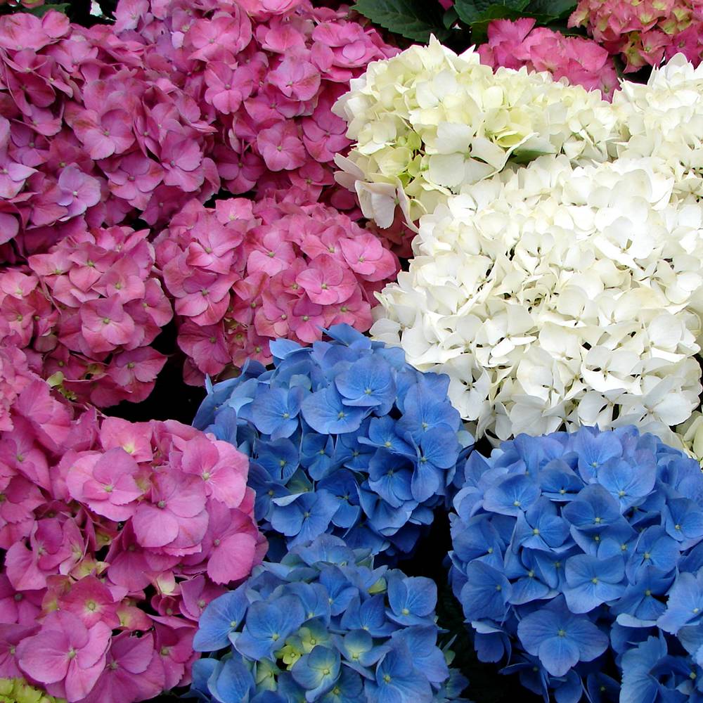 Gardenersdream - 3 x hortensias en lot arbuste à feuilles caduques plante vivace en pot - GardenersDream - Imagen 1