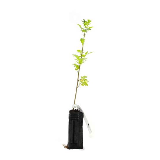 Frêne à fleurs (Fraxinus ornus) - Godet - Taille 13/25cm - Pépinières Naudet - Image 3