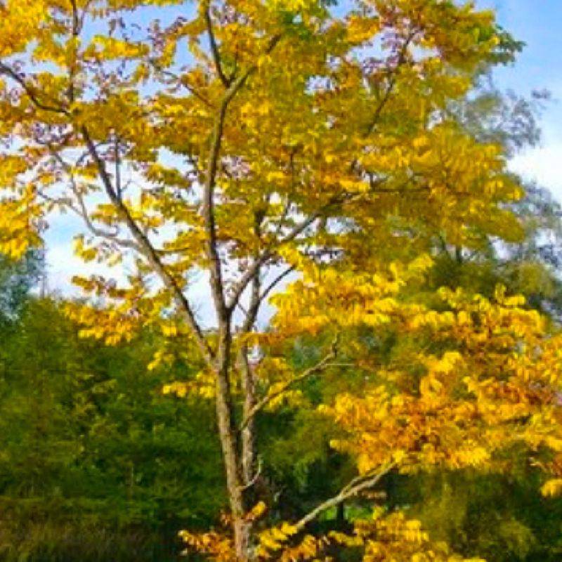 Frêne à fleurs (Fraxinus ornus) - Godet - Taille 13/25cm - Pépinières Naudet