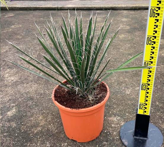 0 - Yucca filifera (Palmier de Saint Pierre) Pot de 8 litres - 60/80 cm - Image 1