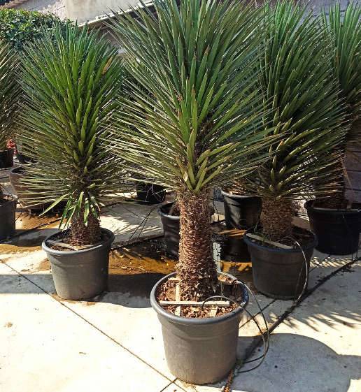 0 - Yucca filifera (Palmier de Saint Pierre) Pot de 8 litres - 60/80 cm - Image 3