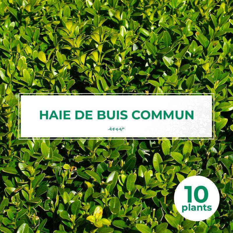 10 Buis Commun (Buxus Sempervirens) - Haie de Buis Commun -  - Pépinières Naudet - Image 1