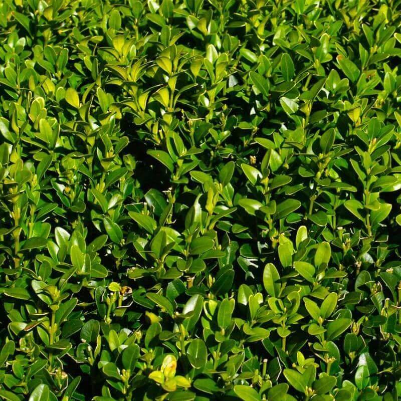 10 Buis Commun (Buxus Sempervirens) - Haie de Buis Commun -  - Pépinières Naudet - Image 2