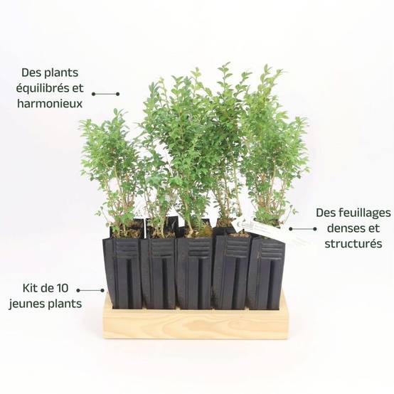 10 Buis Commun (Buxus Sempervirens) - Haie de Buis Commun - - Pépinières Naudet - Image 4