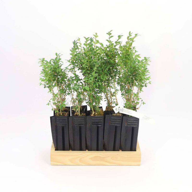 10 Buis Commun (Buxus Sempervirens) - Haie de Buis Commun -  - Pépinières Naudet - Image 3