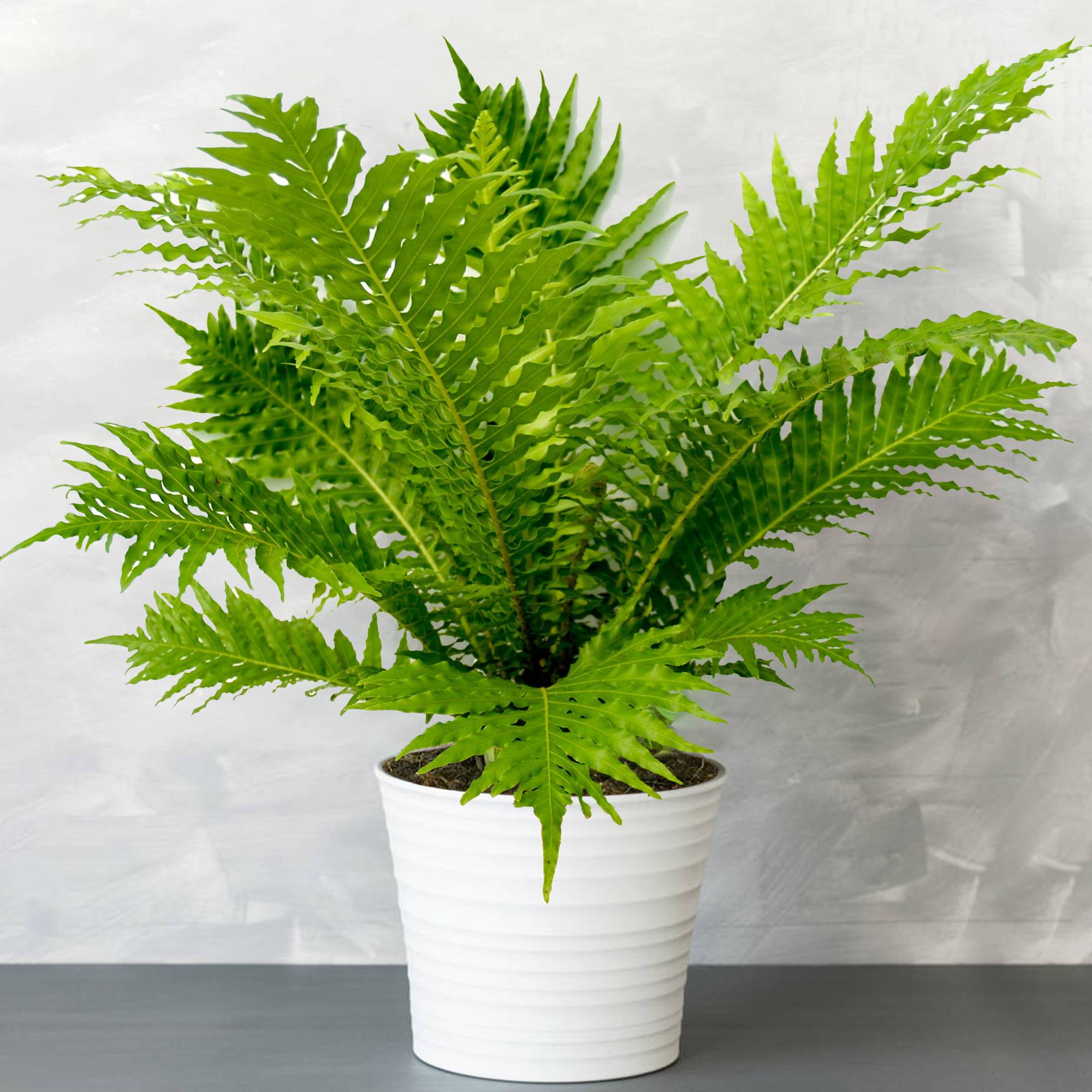 Gardenersdream - Blechnum Gibbum "Silver Lady"| Plante D'Intérieur Fougère Naine À Feuillage Persistant À Vendre | De 25 À 35 Cm En Pot - GardenersDream