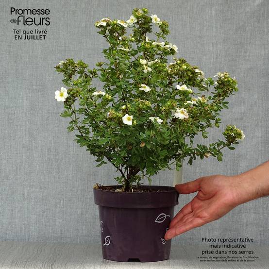 Potentilla fruticosa Creme brulée- Potentille arbustive Pot de 2L/3L - Image 2