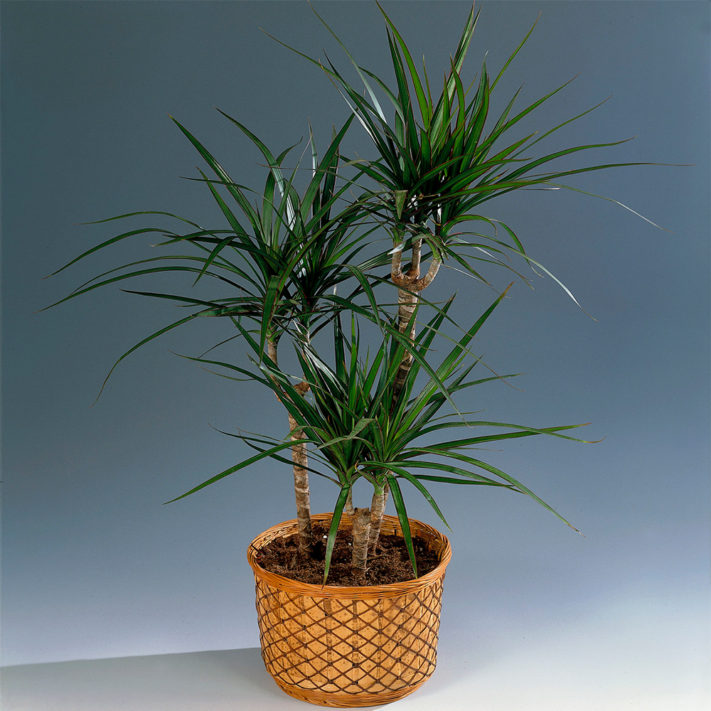 Gardenersdream - Cadeau Plante Parfaite Pour La Maison Ou Le Bureau - Draceana Dragonnier De Madagascar En Pot De 13Cm - GardenersDream - Imagen 1