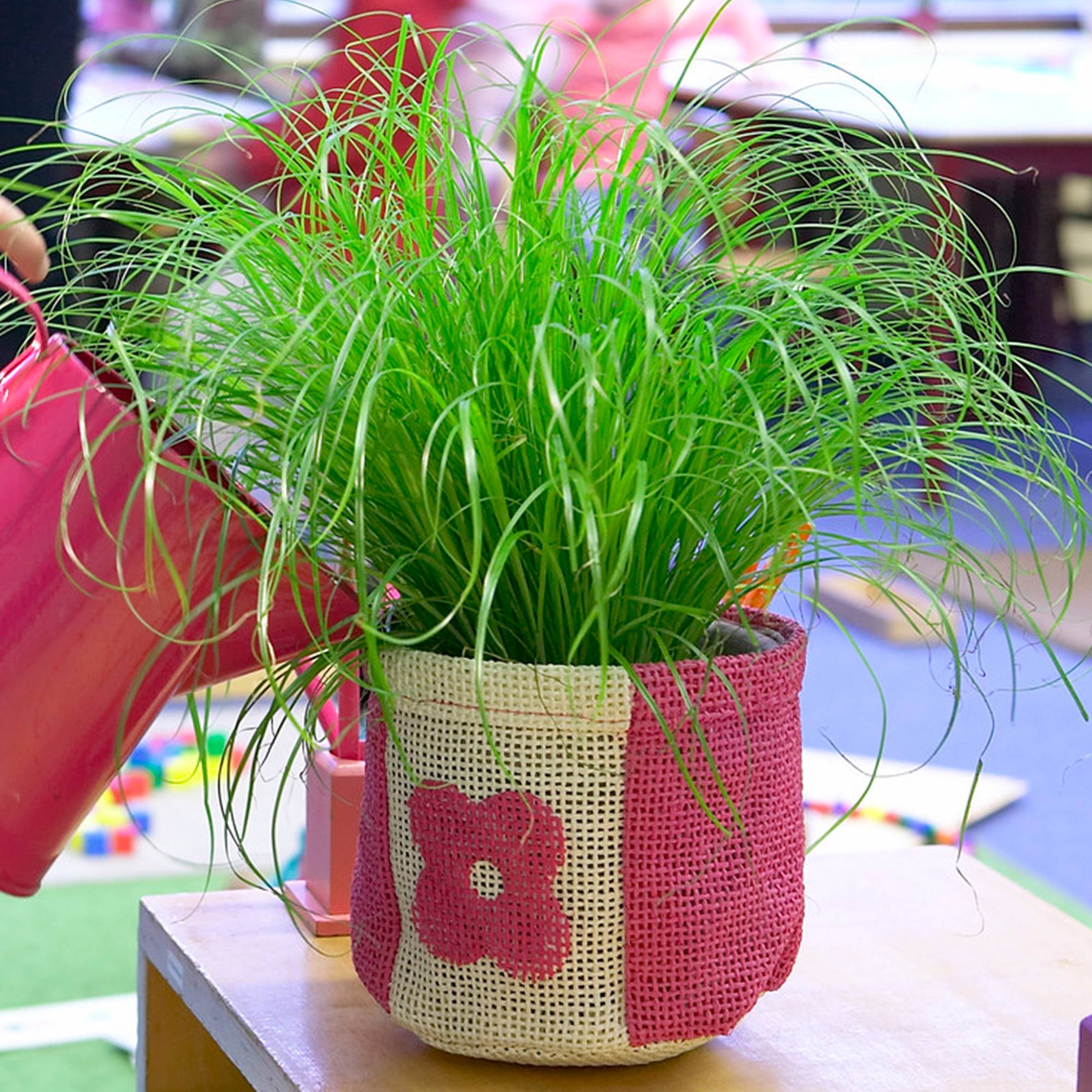 Gardenersdream - Cypérus Zumula | Herbe À Chat En Pot 20-30 Cm | Plante D'Intérieur Herbeuse Sans Danger Pour Les Chats - GardenersDream - Imagen 1
