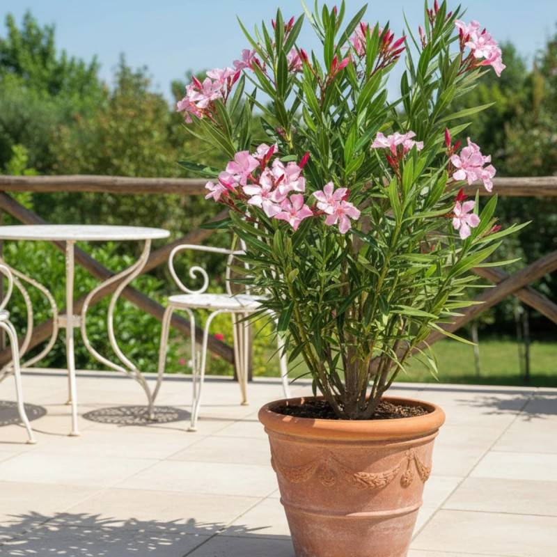 Laurier rose Villa Romaine à fleurs Rose - feuillage Semi-Persistant - Pot de 7,5L - 60/80 cm-  hauteur à maturité De 1,50 m à 2,00 m - Image 3