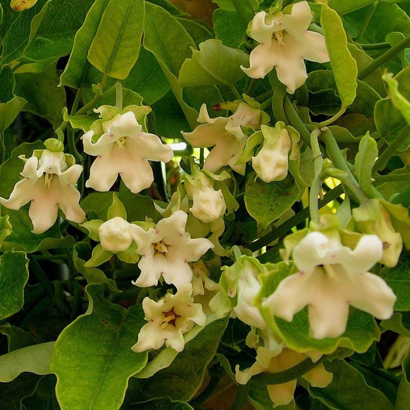 Araujia blanc, Plante cruelle à fleurs Blanche - feuillage Semi-Persistant - Pot de 1,5L - Tuteur bambou 30/60 cm-  hauteur à maturité De 3,00 m à 5,0 - Image 1