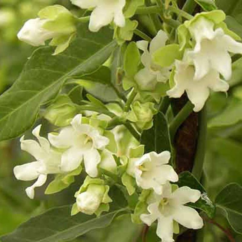 Araujia blanc, Plante cruelle à fleurs Blanche - feuillage Semi-Persistant - Pot de 1,5L - Tuteur bambou 30/60 cm-  hauteur à maturité De 3,00 m à 5,0 - Image 2