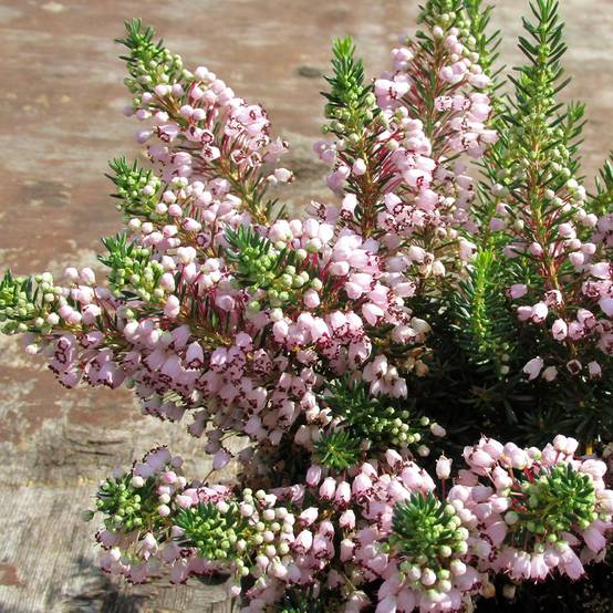 Bruyère vagabonde - Erica vagans Holden Pink Pot de 12 cm / 13 cm