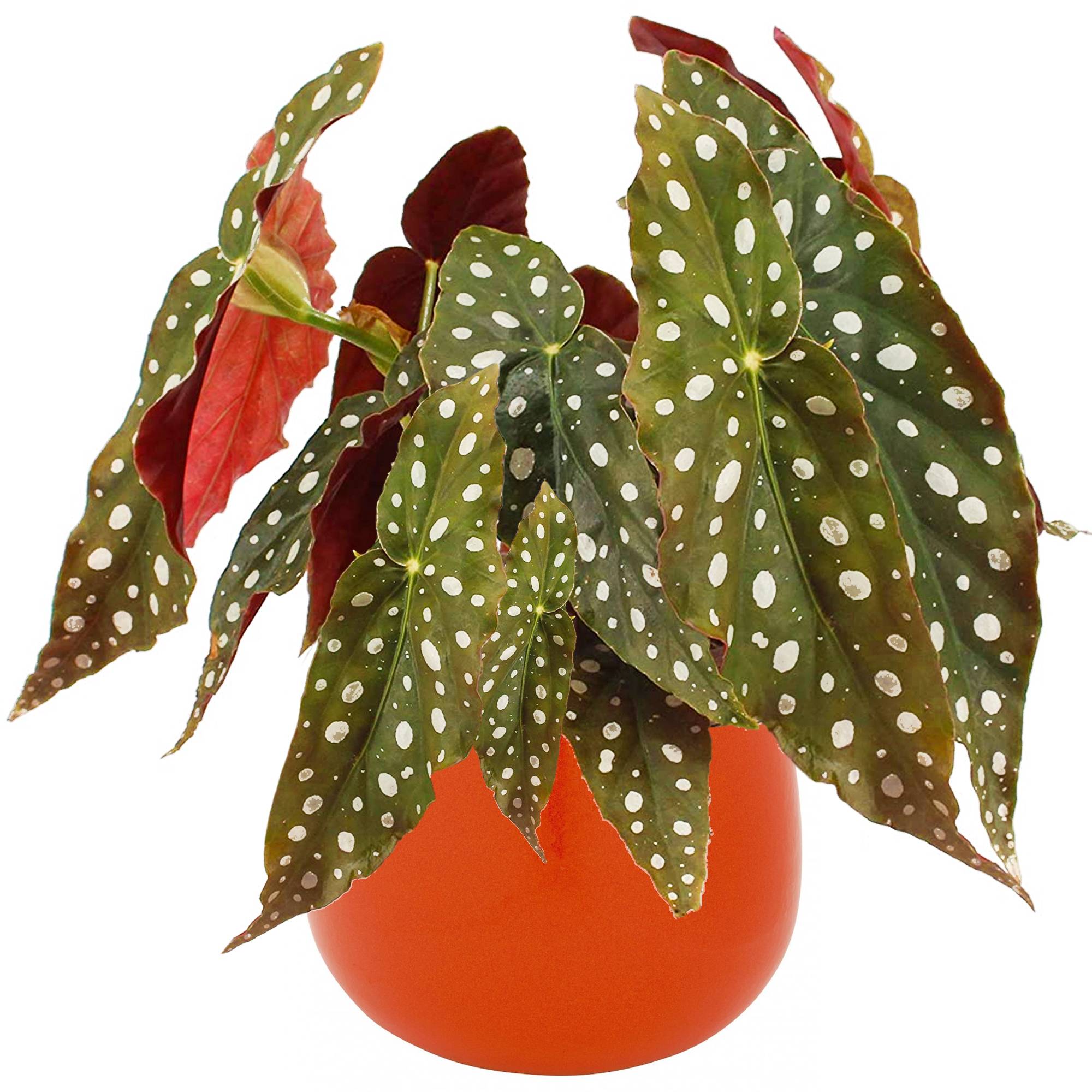 Gardenersdream - Begonia Maculata | Plante D’Intérieur En Pot Pour La Maison Ou Le Bureau | 20 - 30 Cm (Pot Inclus) - GardenersDream - Imagen 1