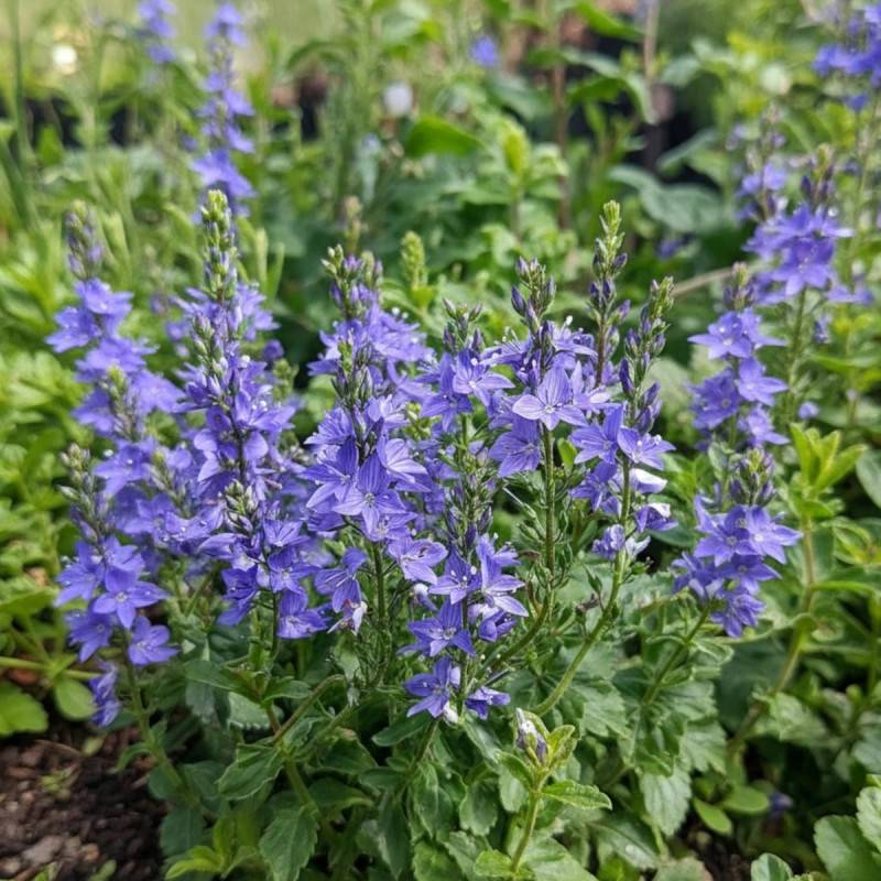 Véronique d'Autriche Royal Blue à fleurs Bleue/ - feuillage Persistant - Godet - 5/20 cm - Imagen 2