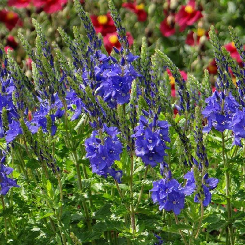 Véronique d'Autriche Royal Blue à fleurs Bleue/ - feuillage Persistant - Godet - 5/20 cm - Imagen 4
