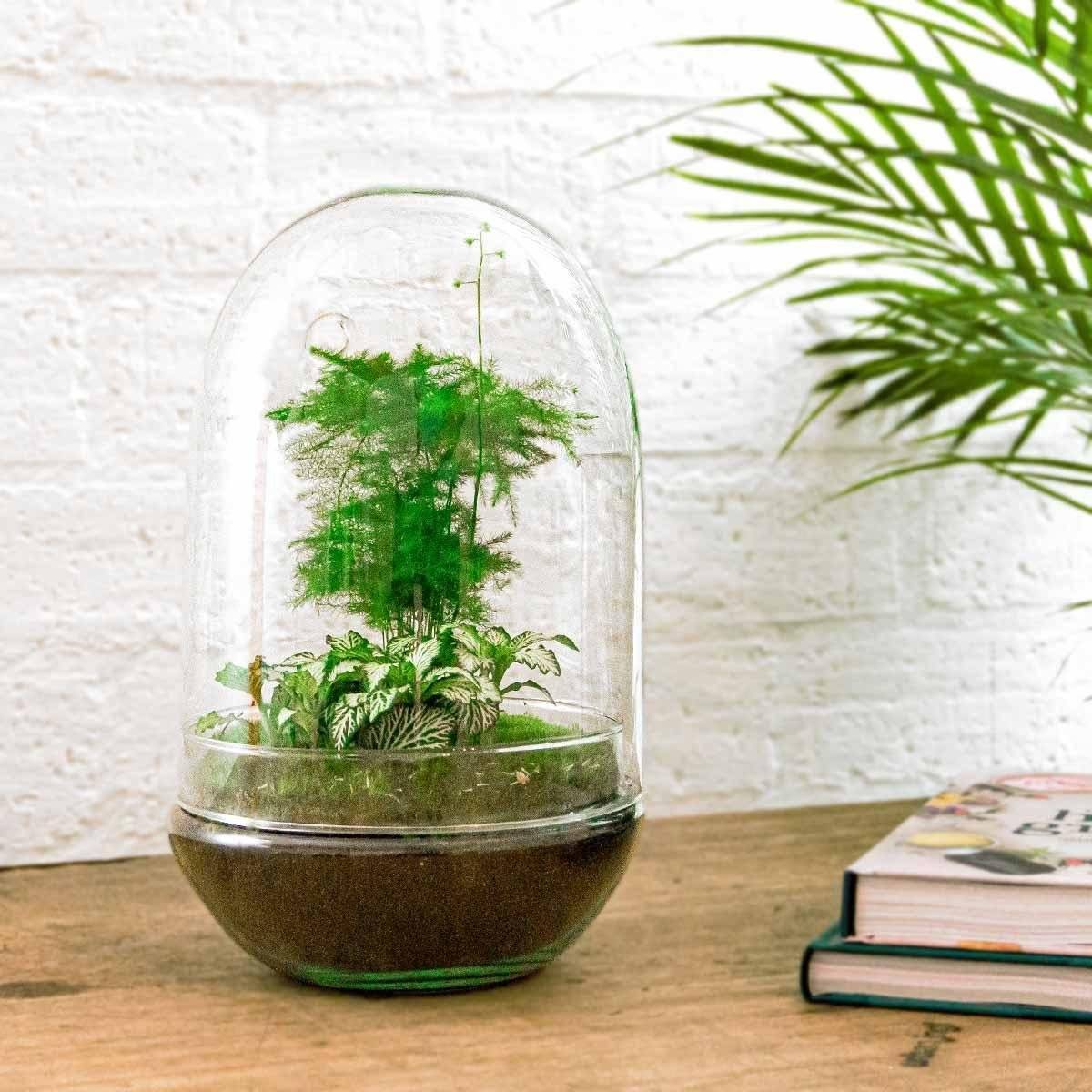 Kit Terrarium Diy - D30 H30cm - Image 1