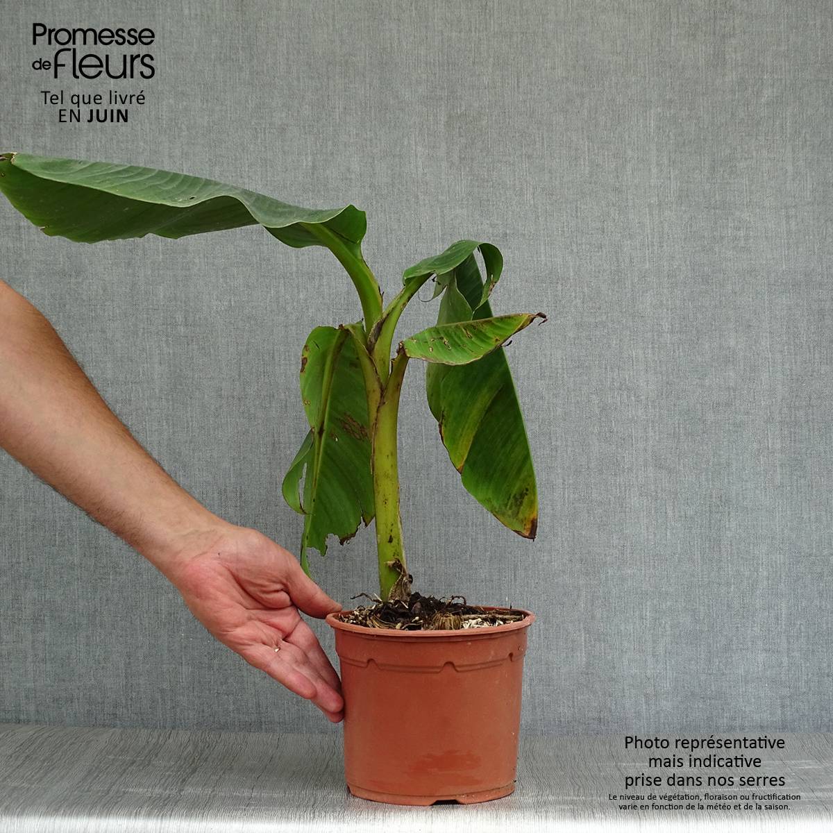 Promesse de Fleurs - Musa sikkimensis Red Tiger - Bananier du Sikkim Pot de 3L/4L - Image 2