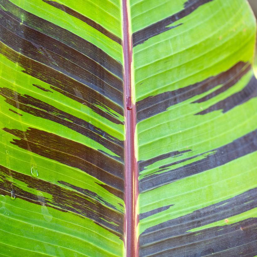 Promesse de Fleurs - Musa sikkimensis Red Tiger - Bananier du Sikkim Pot de 3L/4L - Image 1