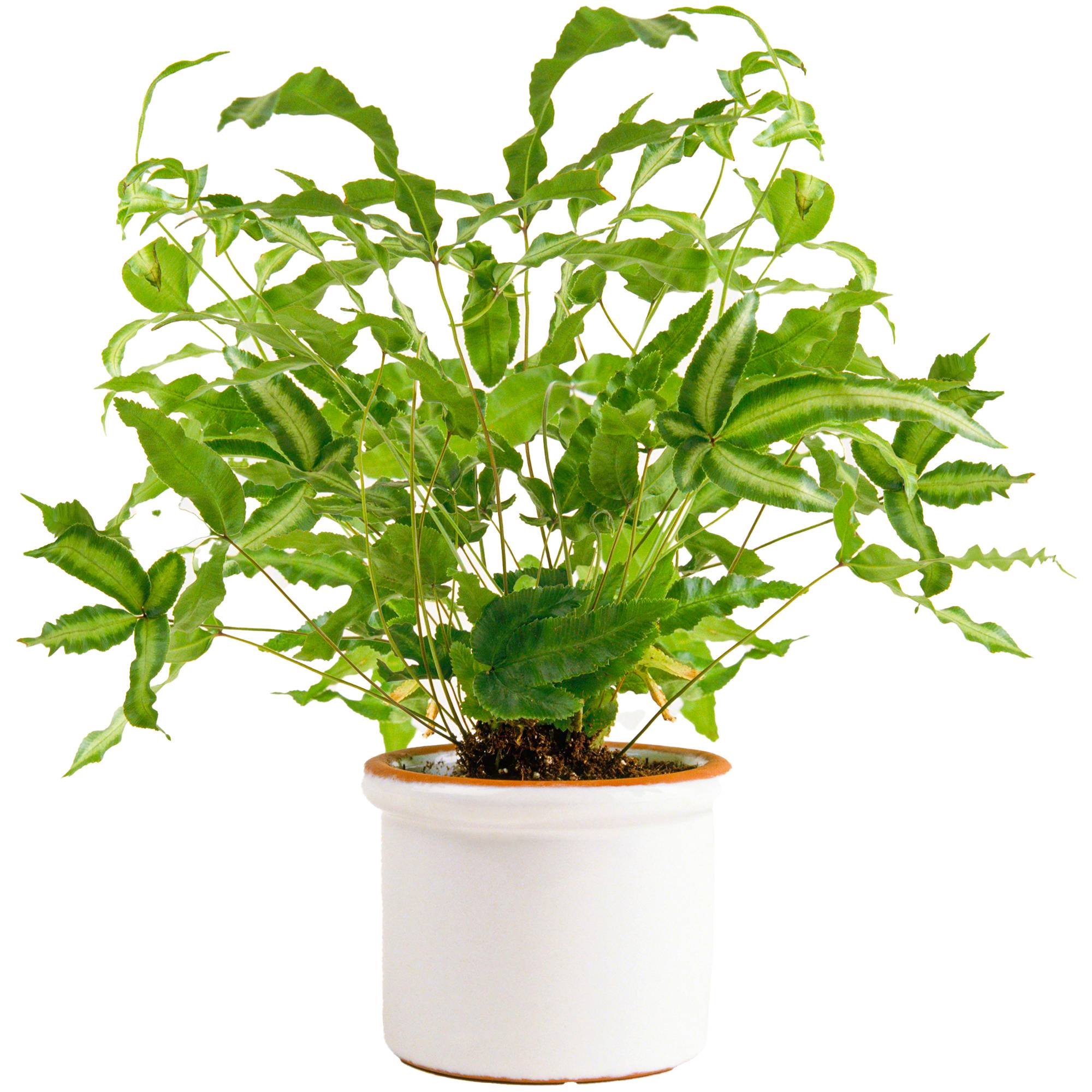 Gardenersdream - 1 X Pteris Albolineata Pteris De Crête | Cadeau Plante Fougère Panachée | De 25 À 35 Cm Avec Pot - GardenersDream - Image 1