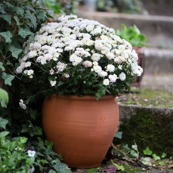 Ollas Lutton - Poterie tradition - 25 - Image 2