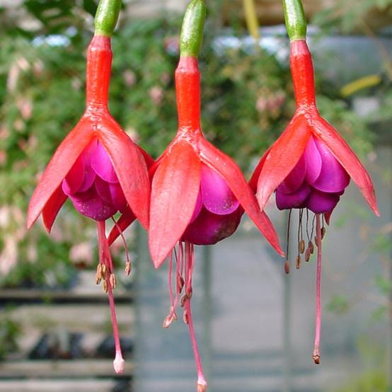 Fuchsia rustique Douce France Godet de 8/9 cm