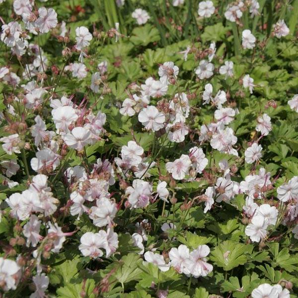 Promesse de Fleurs - Géranium vivace cantabrigiense Biokovo Pot de 2L/3L