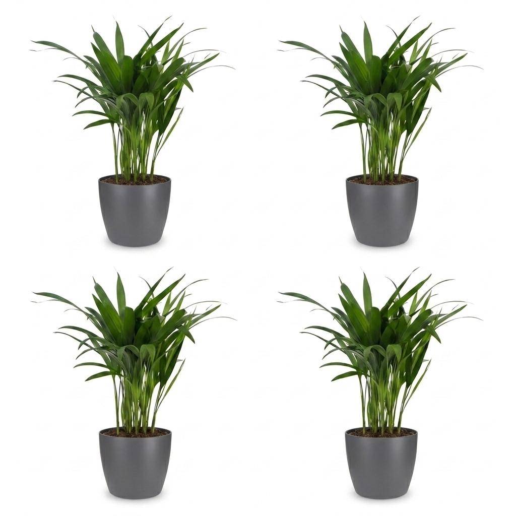 La Green Touch - Areca Lutescens - Palmier Areca - Lot de 4 plantes - Avec cache-pot gris - Pot Ø12 cm, H 45 cm - Image 2