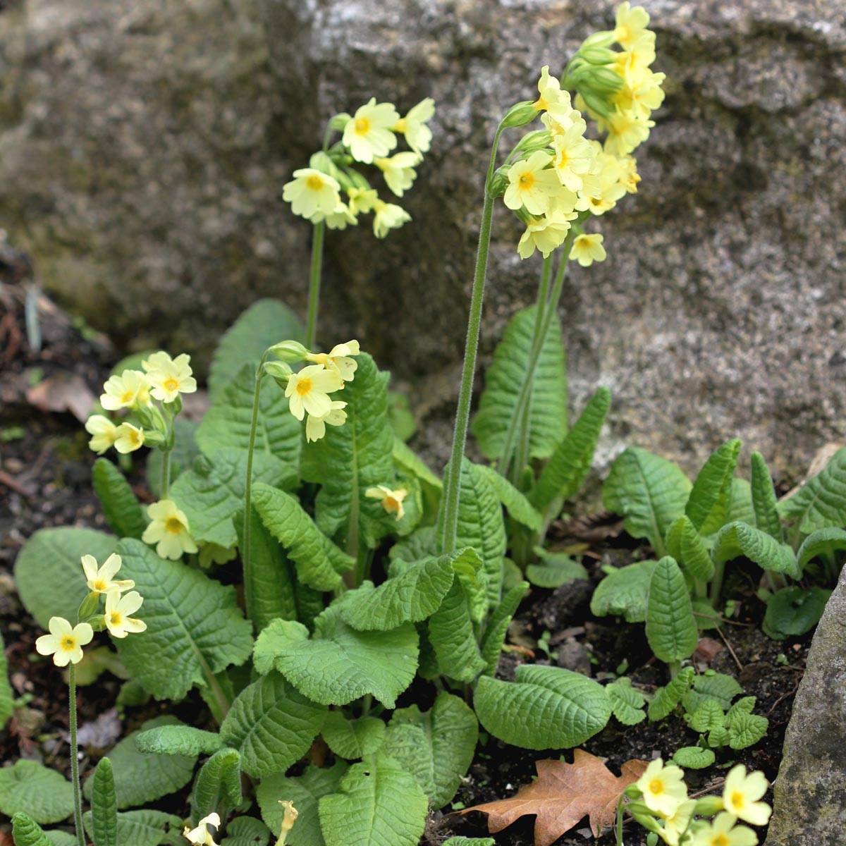 Primevère élevée - Primula elatior Godet de 8/9 cm