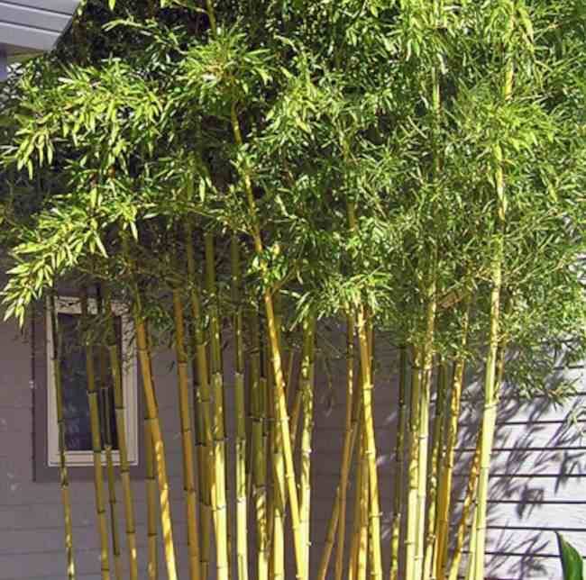 0 - Phyllostachys aureosulcata spectabilis Pot de 10L - 180/220cm