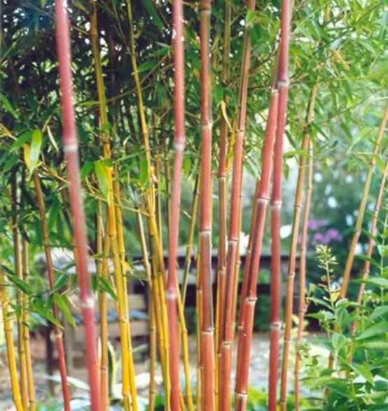0 - Phyllostachys aureosulcata spectabilis Pot de 10L - 180/220cm - Image 3