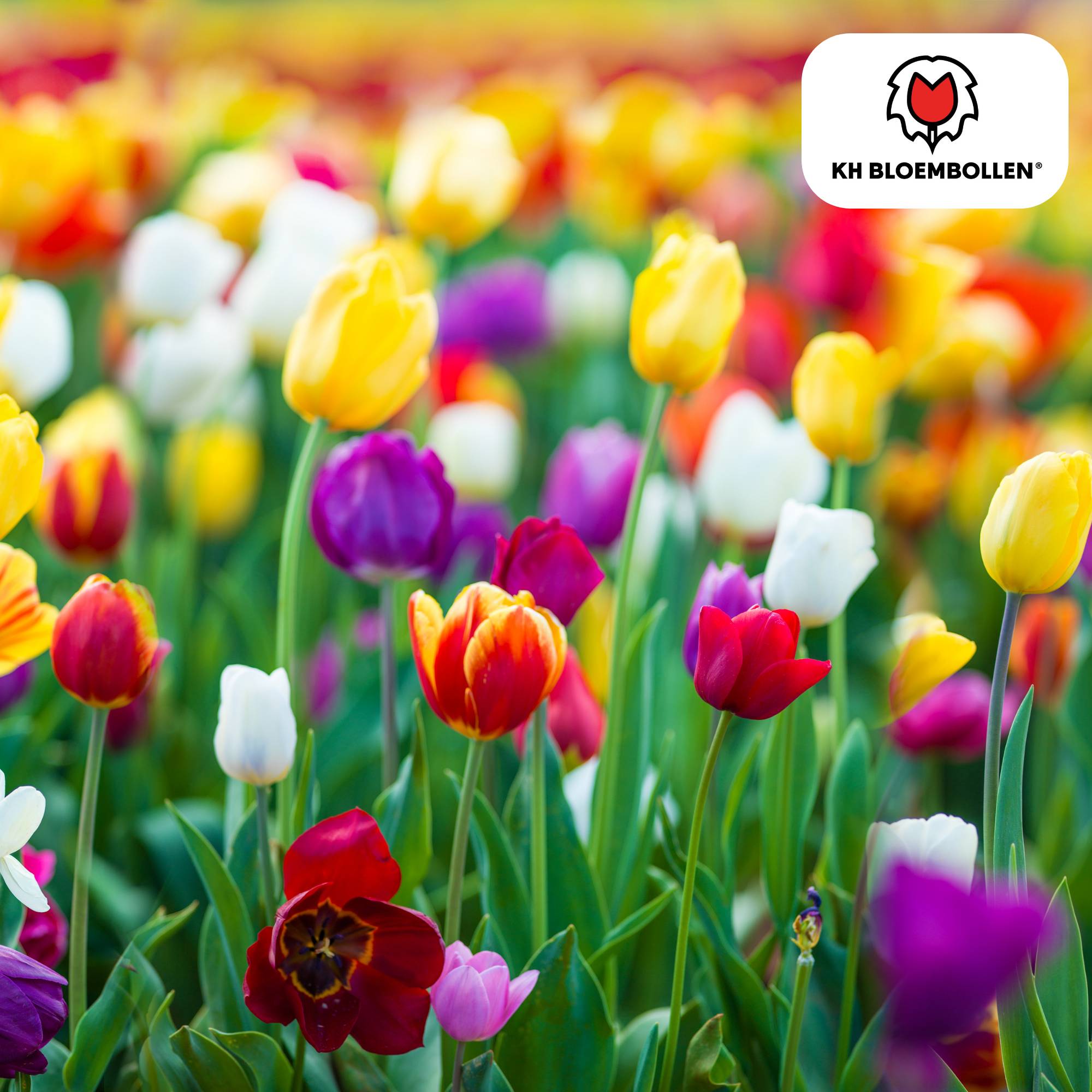 La Green Touch - Tulipes en mélange - 20 bulbes - Image 3
