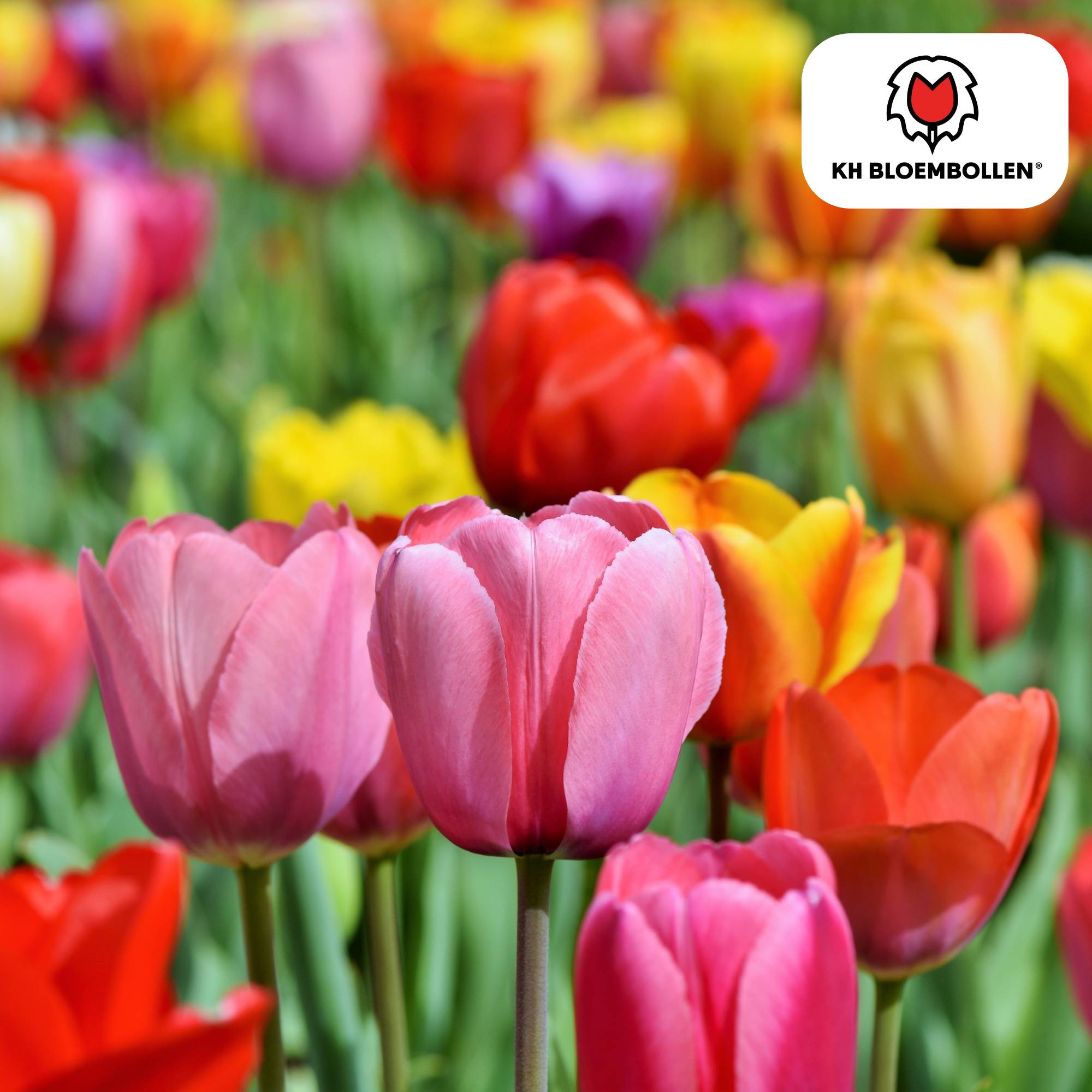 La Green Touch - Tulipes en mélange - 20 bulbes - Image 2