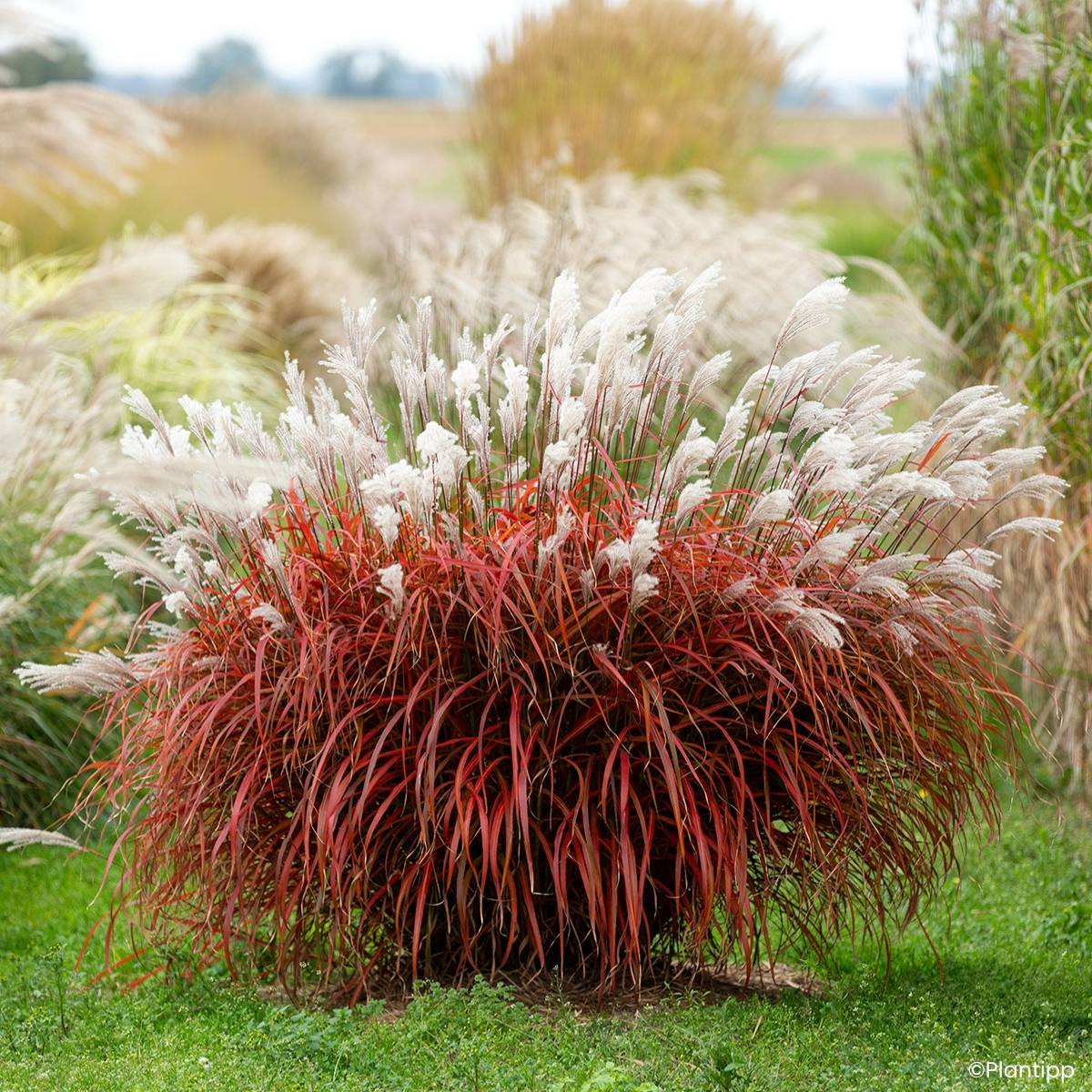 Promesse de Fleurs - Miscanthus Lady in Red - Roseau de Chine Godet de 8/9 cm