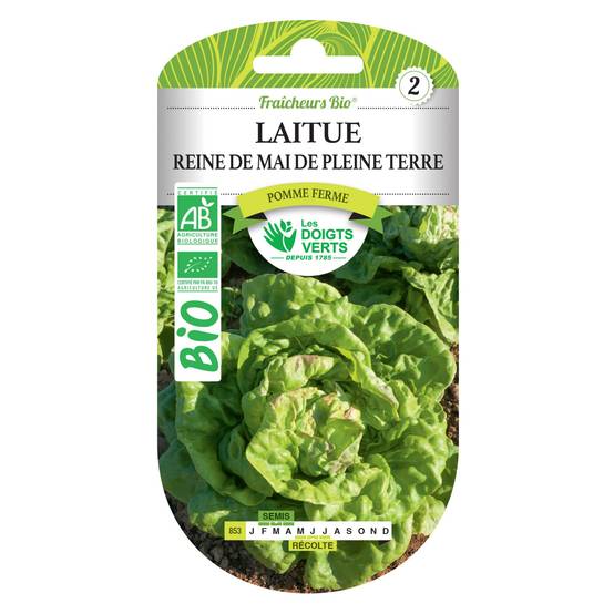 Graines laitue Reine de Mai de Pleine Terre BIO Les Doigts Verts - Image 1